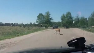 Rodičia s dvomi malými deťmi porušili zákaz. Vystúpili z auta a stáli rovno oproti gepardom