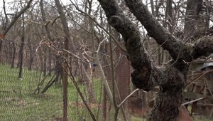 Svorka psov postupne zabíja stádo ovečiek. Majiteľ sa bojí nielen o zvieratá, ale aj o ľudí