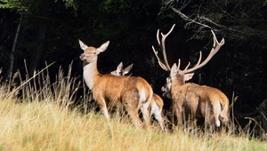 Poľovníci ulovili jelenicu zakázaným spôsobom, chytili ich policajti