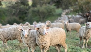 Ovečky na ceste - presúvali sa z hôľ prezimovať do dediny