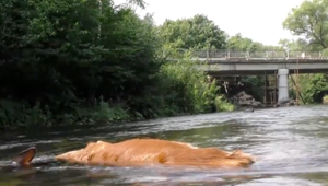 Uhynutá jelenica plávala v rieke pod vodárenskou nádržou Starina. Podľa rybárskej stráže bolo potrebné zviera čo najskôr vytiahnuť