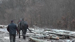Od strojov naspäť k ťažným koňom. Hospodárenie v lese sa vrátilo k starým časom
