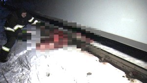 Krvavý masaker pri Michalovciach! Pod vlak vbehlo niekoľko koní