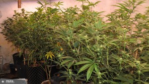 Pestovateľov marihuany čaká vysoký trest. Kukláči zasiahli priamo do zeleného