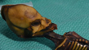 Vedci rozlúštili záhadu "mimozemšťana" z púšte Atacama. Kto je v skutočnosti tento tajomný tvor?