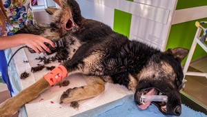 V osade pod Tatrami brutálne utýrali psov. Zvieratá ukrutne trpeli, jednému z nich chceli odrezať úd