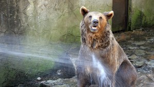 Envirorezort zverejnil Manuál pre ochranný odstrel medveďa hnedého