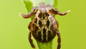 Sezóna kliešťov začína. Takto sa im vyhnete