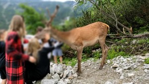Známemu tatranskému jeleňovi ide o život. Ohrozuje ho ľudská dobrota