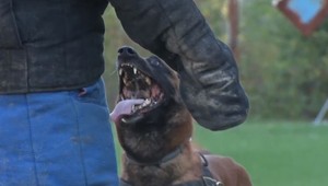 Kriminál a Ikar zabojovali so psovodmi na medzinárodnej súťaži