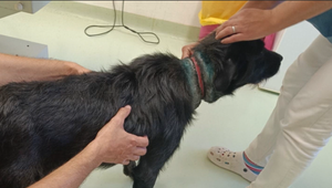 Neuveriteľná krutosť. Psíka našli pobehovať po uliciach s vrasteným špagátom do krku