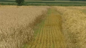 Obilia bude na Slovensku dosť a úroda bude nadpriemerná. Čo bude s ukrajinským obilím?