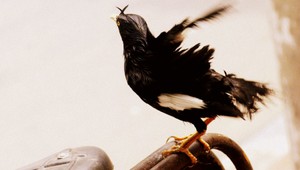 Tento vták je lepší ako papagáj! Napodobní dieťa...