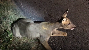 Pozor na zver na cestách. Je čas ruje, srnec je aktívny aj počas dňa