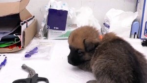 Psíčkari, ktorí si nedajú čipovať psa, skomplikujú život sebe aj svojmu zverolekárovi