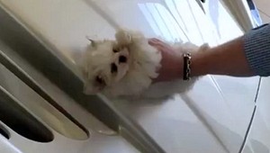 Na leštenie luxusného auta použili šteniatko