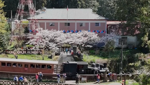 Kvitnúce sakury a nostalgický vlak: Na juhu Taiwanu ponúkajú zážitok ako z rozprávky