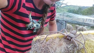 Gigantický pavúk straší Austrálčanov. Charlotte je pritom neškodná