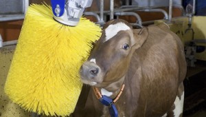 Umývačka pre kravičky. Ako vystrihnuté z filmu