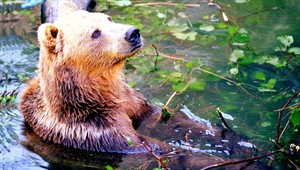 Policajti dostali nové zbrane na medvede, mali by radšej spať