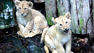 Bojnická ZOO má nové prírastky, rozkošné a vzácne levíčatá