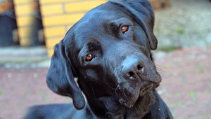 Poľovník zastrelil susedovho psa. Pred očami dieťaťa (11)