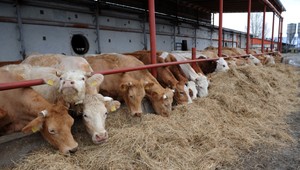 Rakúsko zakazuje dovoz zvierat zo Slovenska a Maďarska. Prichádzajú prísne kontroly