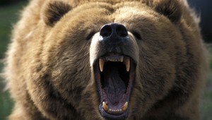 Medveď napadol šteniatko. Muž ho odohnal bitkou a kopancami