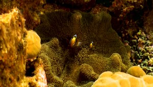 Zachráňme Nema, ale naozaj. Rybka z obľúbenej rozprávky je ohrozená