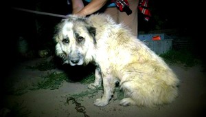 Majiteľ sa odsťahoval, psíka nechal napospas osudu