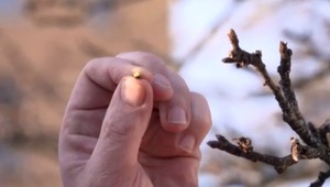 Extrémnu kalamitu vystriedalo netypické teplo: Na Orave začali pučať stromy