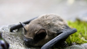 Stavbári našli pri rekonštrukcii stovky netopierov. Uložili sa tam na zimný spánok