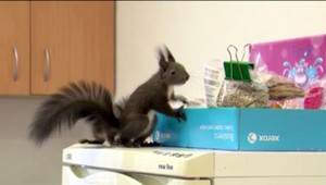 Zachránené veveričky čoskoro vypustia do voľnej prírody