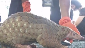 Colníci zadržali pytliakov s nákladom 136 živých šupinavcov