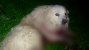 Zo psa si niekto spravil živý terč. Našli ho v poslednej chvíli