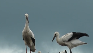 Bocianovi sa vandalizmus prepeká: Ministerstvo dalo ruky preč