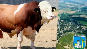 Tragédia na družstve! V obci Soľ usmrtil býk muža (†51)