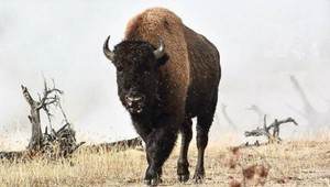 V Nemecku sa po 250 rokoch v prírode objavil bizón. Zastrelili ho