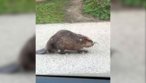 VIDEO: Po sídlisku sa potuloval bobor. Zastavil sa na zastávke aj pri nákupnom centre