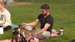 Kurzy jogy s kozičkami sa stali najväčším hitom farmy v Nevade