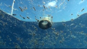 V Indonézii zahynula veľryba, mala v žalúdku takmer 6 kíl plastov