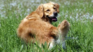 Mladík dobil na smrť psa starších manželov, štekal na neho