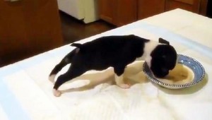 VIDEO. Pahltný psík urobil salto do misky