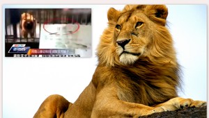 Podvod! ZOO sa tvárila, že obyčajný pes je lev...