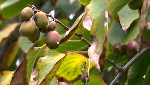 Pozor, prichádzajú mrazy. Pripravte na ne aj svoje rastliny