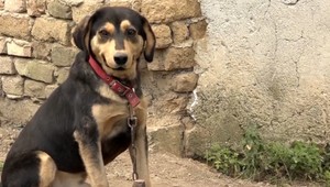 VIDEO: Psov držali na reťazi, trpeli. Petíciu proti tomuto týraniu podpísali desaťtisíce Slovákov