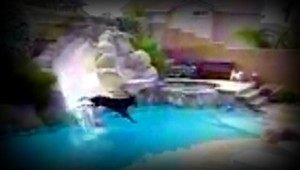 VIDEO. Votrelec na záhrade? Nie, pes objavil tobogán