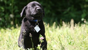Pomôžte týmto šteniatkam, raz pomôžu ony iným