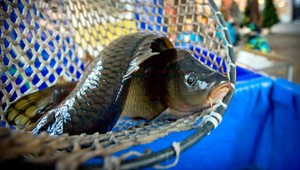 Ak nejedia vaše deti ryby kvôli kostiam, tu je riešenie