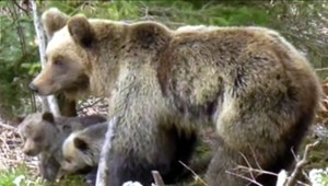 Medvedia rodina sa usídlila pri Bilíkovej chate, turisti sú vo vytržení